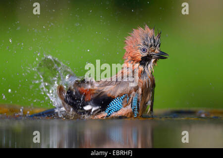 Jay (Garrulus glandarius), baignade, Allemagne Banque D'Images