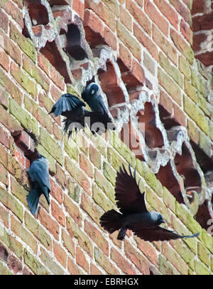 Choucas (Corvus monedula), choucas nichant dans la façade d'un clocher, l'Allemagne, Mecklembourg-Poméranie-Occidentale Banque D'Images