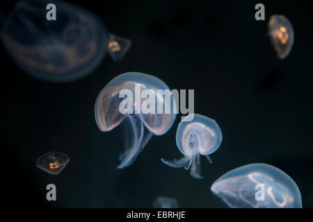 Moon jelly, méduse commune (Aurelia aurita), sous l'eau Banque D'Images
