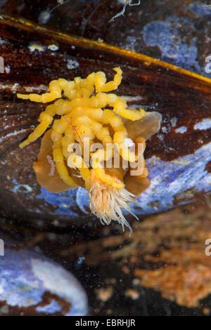 Araignée de mer, mer Pycnogonid Spider, Spider mer Anémone (Pycnogonum Pycnogonum littorale, litorale), se nourrissant d'une anémone de mer Banque D'Images