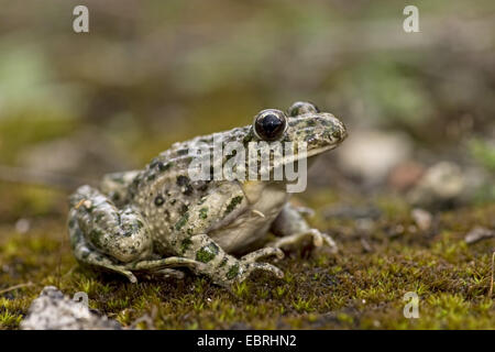 Le Persil Le persil commun, grenouille, Grenouille maculée de boue-diver, grenouille de boue Banque D'Images