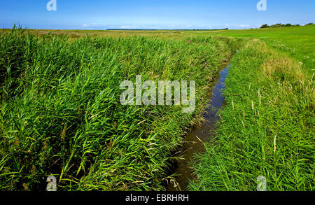 Le calamagrostis, roseau commun (Phragmites communis, Phragmites australis), les fossés de drainage, avec l'Allemagne, de Basse-saxe mer des Wadden Parc National, Spieka Neufeld Banque D'Images