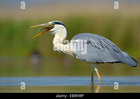 Héron cendré (Ardea cinerea), des profils engloutissant un Fisch, Hongrie Banque D'Images