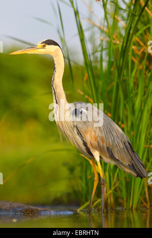 Héron cendré (Ardea cinerea), des profils sur un lac dans la lumière du matin, Hongrie Banque D'Images