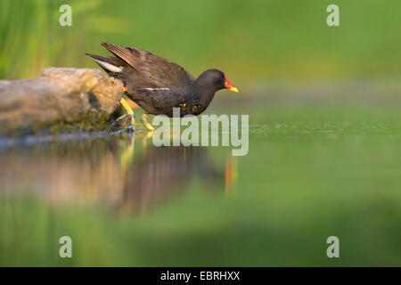 Gallinule poule-d'eau (Gallinula chloropus), pataugeant dans l'eau peu profonde, la Hongrie Banque D'Images