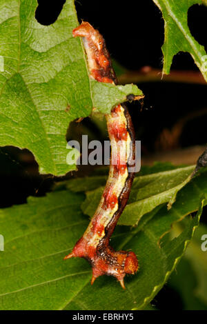 Uméro tacheté (Erannis defoliaria), Caterpillar, Allemagne Banque D'Images