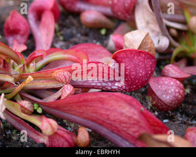 Parrot sarracénie Sarracenia psittacina (feuilles),
