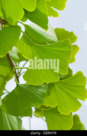Arbre aux 40 écus, Ginkgo, Arbre de ginkgo, Ginko biloba de ginkgo (arbre), de feuilles sur une branche Banque D'Images