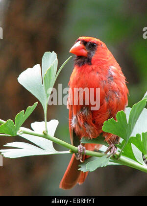 Le cardinal commun (Cardinalis cardinalis), homme assis sur une branche de ginkgo, USA Banque D'Images