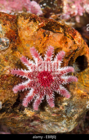 Sun star commun, épineuses sun star, épineux, Crossaster papposus sunstar (Solaster papposus) Banque D'Images