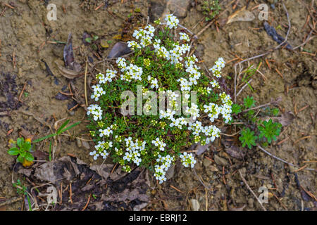 Cresson des Chamois, Chamois Grass (Hornungia Pritzelago alpina, alpina, Hutchinsia alpina, Iberidella alpina), blooming, Allemagne, Bavière, Oberbayern, Haute-Bavière Banque D'Images