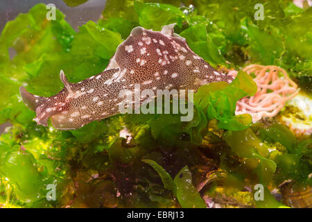 Petite rose, lièvre de mer le lièvre de mer commun (l'aplysie Aplysia punctata, rosea), par chaîne de spawn Banque D'Images