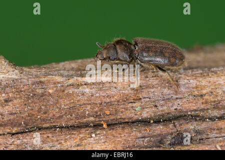 Épris de boue bigarrée (Heterocerus spec.), assis sur le bois, Allemagne Banque D'Images