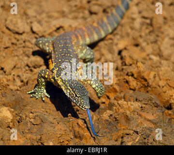 Moniteur du Nil (Varanus niloticus), à un endroit de l'eau, l'Afrique du Sud, Mkuzi Game Reserve Banque D'Images