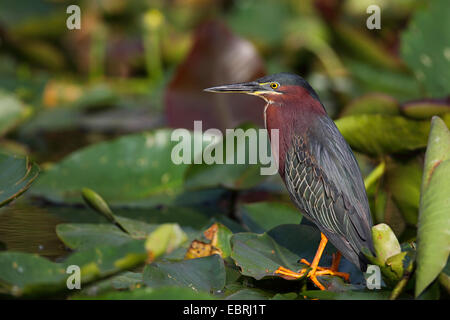 Héron vert, vert soutenu (Heron Butorides spinosa), se dresse sur les feuilles des plantes de l'eau, aux États-Unis, en Floride, le Parc National des Everglades Banque D'Images