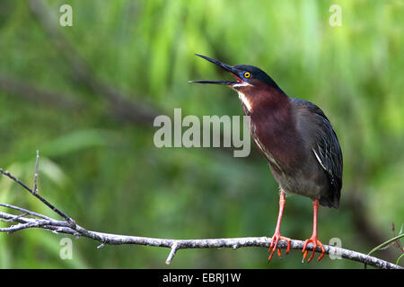 Héron vert, vert soutenu (Heron Butorides spinosa), appelant sur une branche, USA, Floride, le Parc National des Everglades Banque D'Images