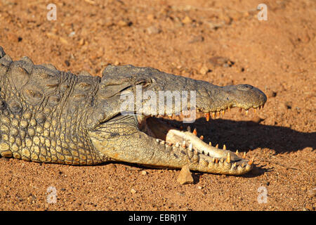 Le crocodile du Nil (Crocodylus niloticus), allongé sur le rivage avec la bouche ouverte, l'Afrique du Sud, Province du Nord Ouest, le Parc National de Pilanesberg Banque D'Images