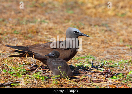 Noddy commun, noddi brun (Anous stolidus), protections chick sur le terrain, les Seychelles, l'Île aux Oiseaux Banque D'Images