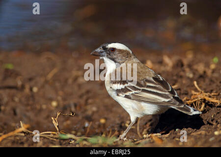 Bruant à sourcils blancs (Plocepasser mahali weaver), se dresse sur le terrain, Afrique du Sud, Province du Nord Ouest, Barberspan Bird Sanctuary Banque D'Images