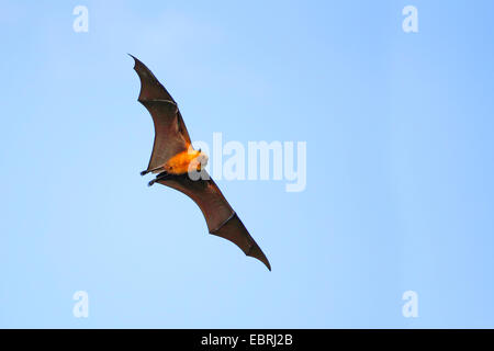 Seychelles, seychelles flying fox (Pteropus seychellensis fruit bat), voler, Seychelles, Mahe Banque D'Images