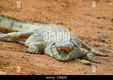 Le crocodile du Nil (Crocodylus niloticus), allongé sur le rivage avec la bouche ouverte, l'Afrique du Sud, Province du Nord Ouest, le Parc National de Pilanesberg Banque D'Images