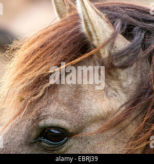 Poney Duelmen, Dulmen poney, Duelmener Wildpferd, Dulmener Wildpferd (Equus przewalskii f. caballus), détails de la tête, des yeux et des oreilles, vue de côté, l'Allemagne, en Rhénanie du Nord-Westphalie, Duelmen Banque D'Images