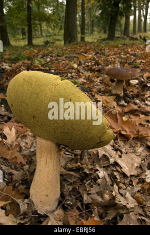 Penny bun, cep (Boletus edulis), à même le sol forestier, Pays-Bas Banque D'Images