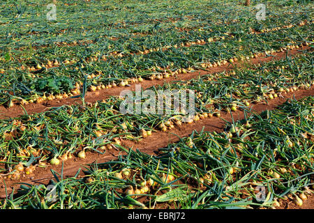 Jardin oignon, oignon, bulbe oignon commun (Allium cepa), champ d'oignons récoltés, Allemagne Banque D'Images