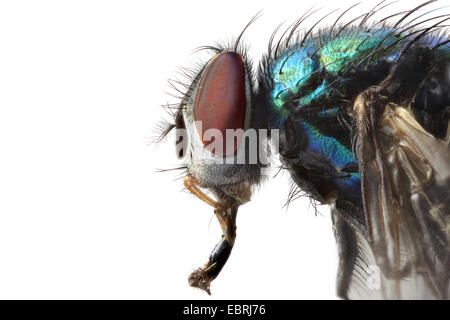 Mouche du bleuet de moutons, moutons, greenbottle calliphoridés (Lucilia sericata), l'acquisition d'une macro de la tête d'un Banque D'Images