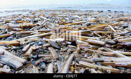 Jackknife clam, couteau, épée razor (Ensis spec.), grande quantité de couteaux sur la plage, Pays-Bas Banque D'Images