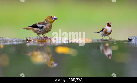 (Coccothraustes coccothraustes hawfinch), les jeunes et à un chardonneret hawfinch bain d'oiseaux, Hongrie Banque D'Images