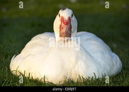 Le canard de Barbarie (Cairina moschata), les jeunes se trouvant dans canard pré, Allemagne, Rhénanie du Nord-Westphalie Banque D'Images