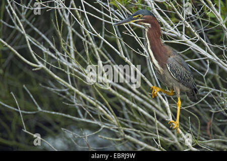 Héron vert, vert soutenu (Heron Butorides spinosa), assis sur une branche, USA Banque D'Images