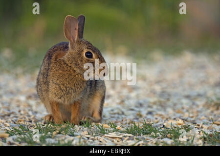 Lapin (Sylvilagus floridanus), vue latérale, USA Banque D'Images