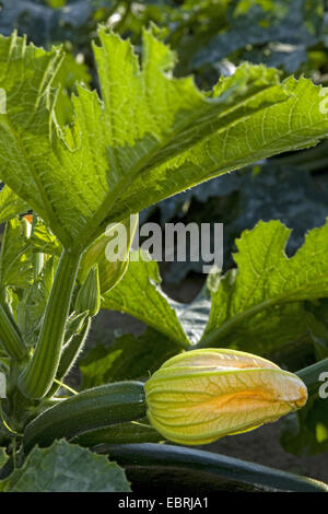 Courgette, la courgette (Cucurbita pepo var. giromontiia, Cucurbita pepo ssp. pepo convar. giromontiina), fleur, Belgique, Flandre Orientale Banque D'Images