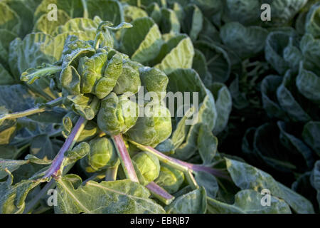 Chou de Bruxelles (Brassica oleraceae var. gemmifera), tête de chou sur un champ, Belgique, Flandre Orientale Banque D'Images