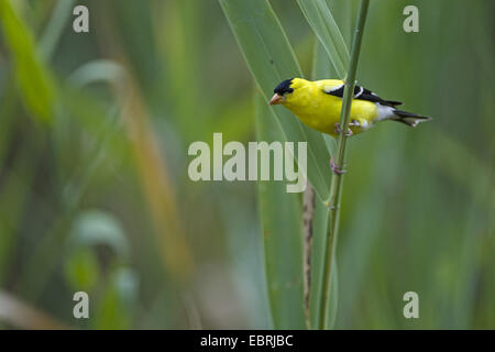 Chardonneret jaune (Carduelis tristis), homme assis à une pousse, USA Banque D'Images