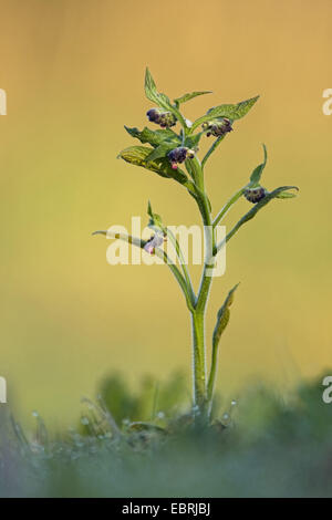 Symphytum officinale Consoude (commune), en bouton, Belgique, Flandre Banque D'Images