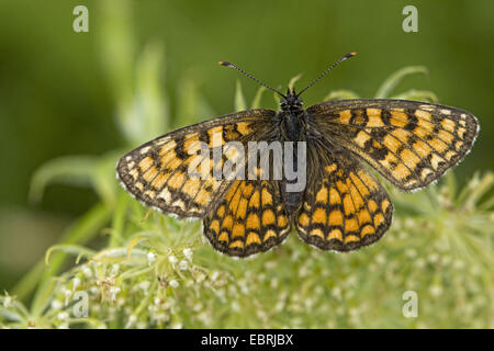 Heath fritillary (Melitaea athalia), sur une inflorescence, France, Savoie, parc national de la Vanoise Banque D'Images