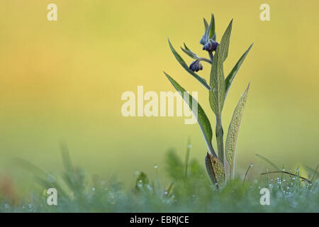 Symphytum officinale Consoude (commune), en bouton, Belgique, Flandre Banque D'Images