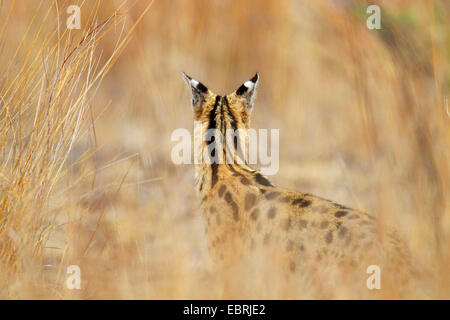 Serval (Leptailurus serval (Felis serval), à Savannah, en vue de dos, l'Afrique du Sud, Province du Nord Ouest, le Parc National de Pilanesberg Banque D'Images