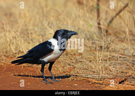 Pied-de-corbeau (Corvus albus), se dresse sur le terrain, Afrique du Sud, Province du Nord Ouest, le Parc National de Pilanesberg Banque D'Images