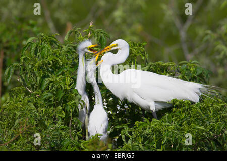 Grande Aigrette Grande Aigrette (Egretta alba, Casmerodius albus, Ardea alba), des profils et des oisillons au nid, USA, Floride, en Venise Banque D'Images