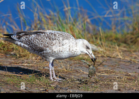 Goéland argenté (Larus argentatus), juvénile alimente un crabe, Pays-Bas, Frise Banque D'Images