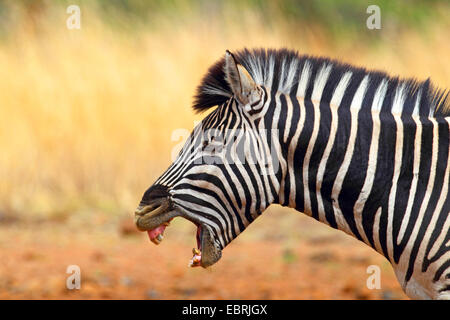 Le zèbre de Burchell, zèbre (Equus zebra commun, quagga burchelli, Equus burchelli), portrait, bâillements, Afrique du Sud, Province du Nord Ouest, le Parc National de Pilanesberg Banque D'Images