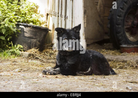 Chien domestique (Canis lupus f. familiaris), vieux chien enchaîné allongé sur une ferme, l'Allemagne, Bade-Wurtemberg Banque D'Images