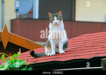 Chat domestique, le chat domestique (Felis silvestris catus). f, est assis sur un toit, Allemagne Banque D'Images