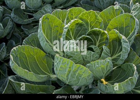 Chou de Bruxelles (Brassica oleraceae var. gemmifera), tête de chou sur un champ, Belgique, Flandre Orientale Banque D'Images