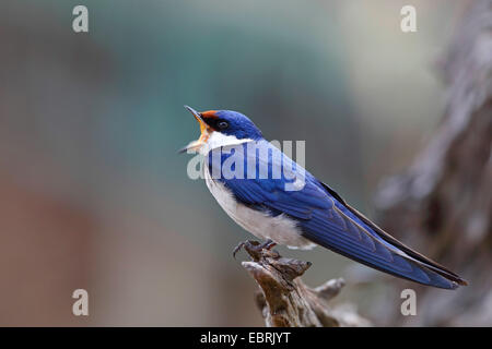 White-throated swallow (Hirundo albigularis), est assis sur une branche d'appeler, Afrique du Sud, Province du Nord Ouest, le Parc National de Pilanesberg Banque D'Images