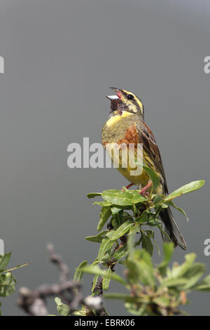 Cirl bunting (Emberiza cirlus), homme chante sur un arbre, Grèce, Lesbos Banque D'Images